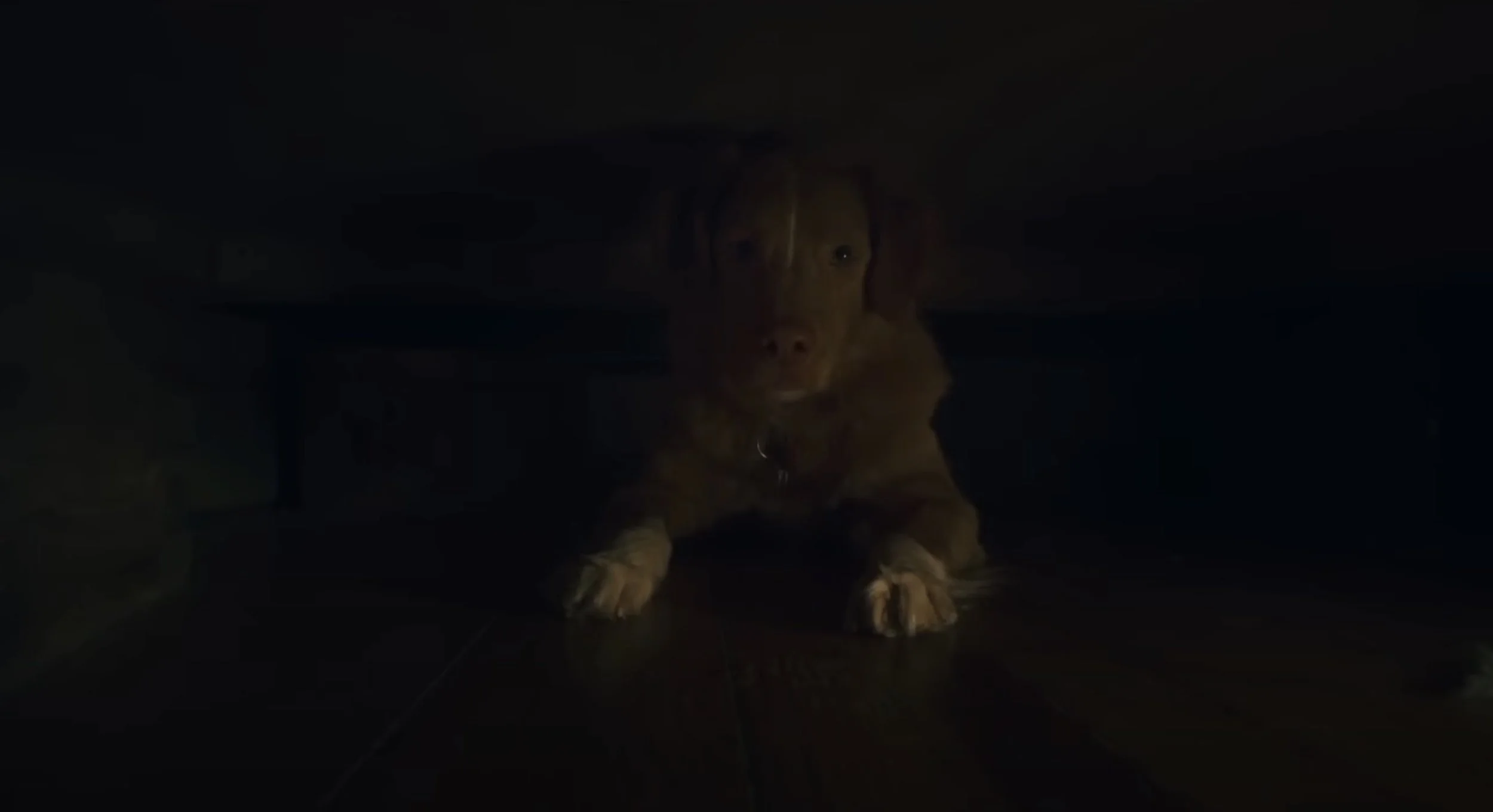 Trailer of the film Horror Bravo Boy A History of House Street Narmed by the perspective of a dog